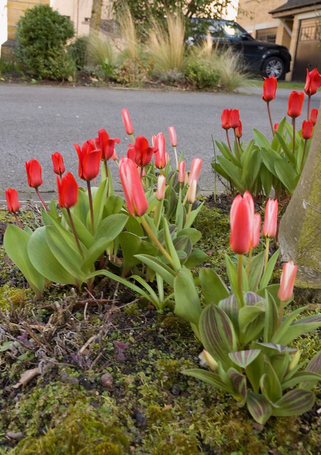 Roadside Tulips