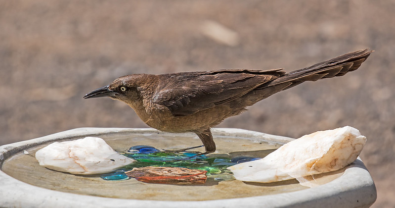 Great-Tailed-Grackle-27-7D2-052117