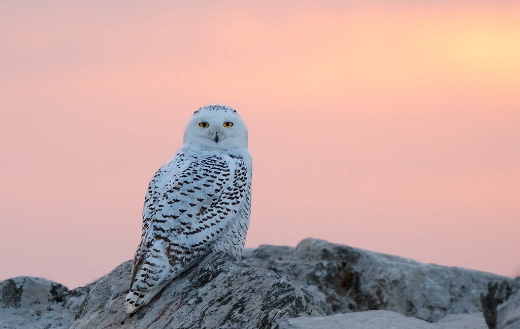 Top 10 Largest Owl in the World:  Snowy Owl
