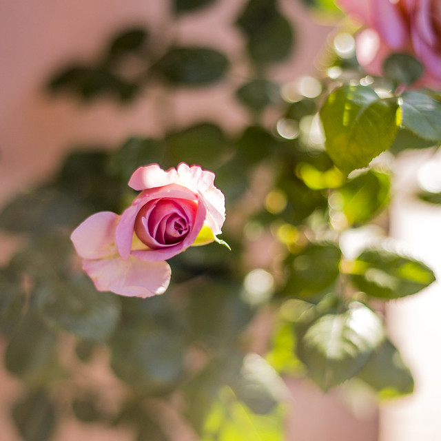 Quando siete in preda al pessimismo, guardate una rosa. (Albert Samain)