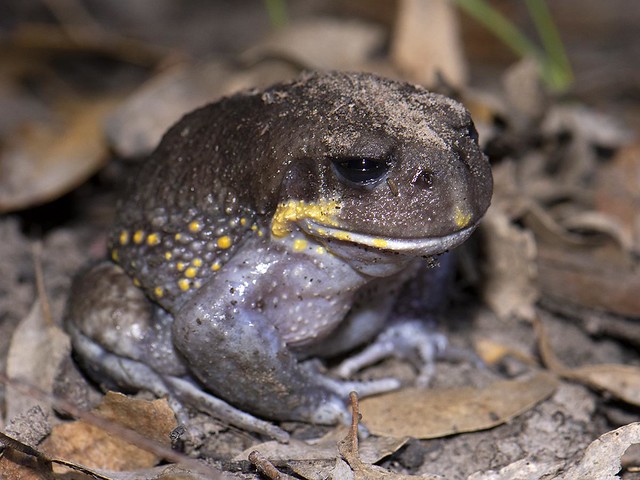 Heleioporus australiacus - Giant Burrowing Frog - East Gippsland, Vic