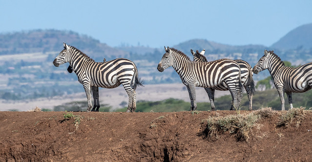 Zebra Overlook