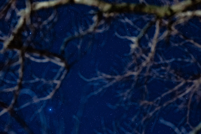 Stars Through Tree
