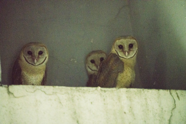 Baby owls 0387