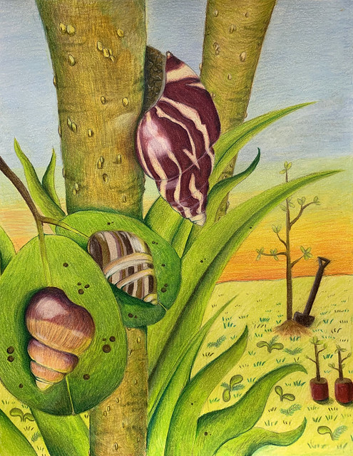 Oahu Tree Snails