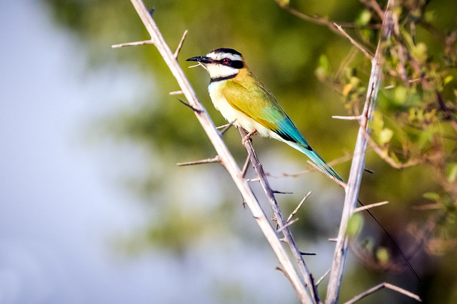 White-throated bee-eater - Merops albicollis