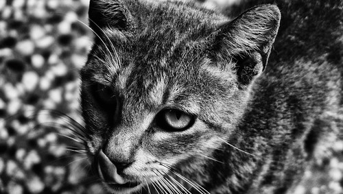 Kitten tasting | by Jaime Recabal