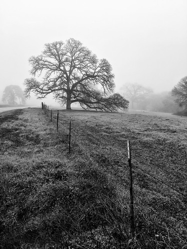 california landscapes eldoradocounty oaktree fog blackandwhite bw leadinglines trees pixel2 pixel2photography
