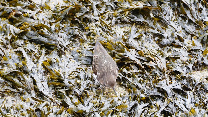 Turnstone in exposed seaweed, St Ives beach