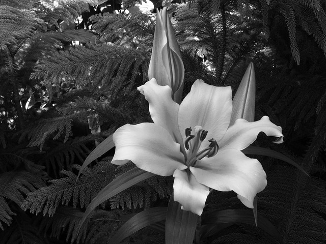 Lily in Conservatory