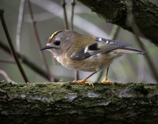 Goldcrest - Britain's smallest bird