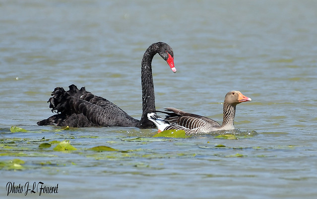 Cygne noir ( Cygnus atratus - Black Swan ) avec une oie cendrée