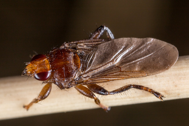 Hateful wallaby louse fly