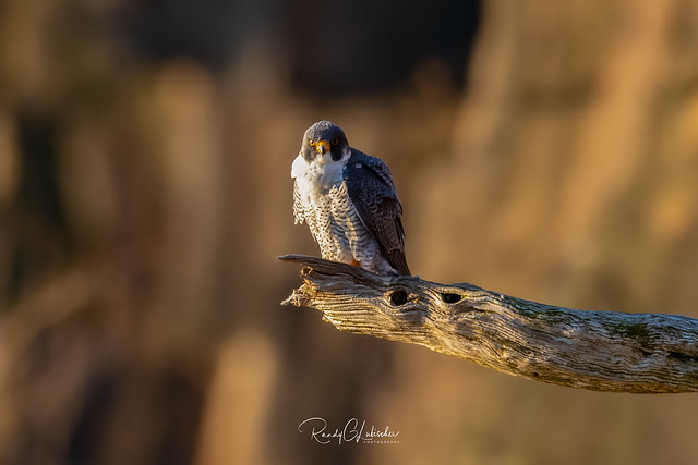 Peregrine Falcon - Falco peregrinus | 2019 - 2