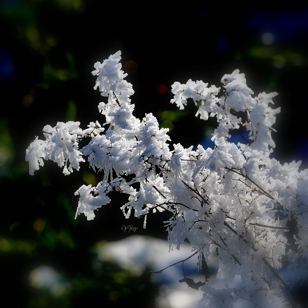 Un bouquet de givre ...