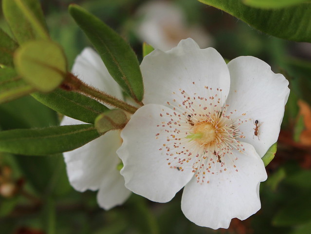 Eucryphia wilkiei, a rare cloud forest plant