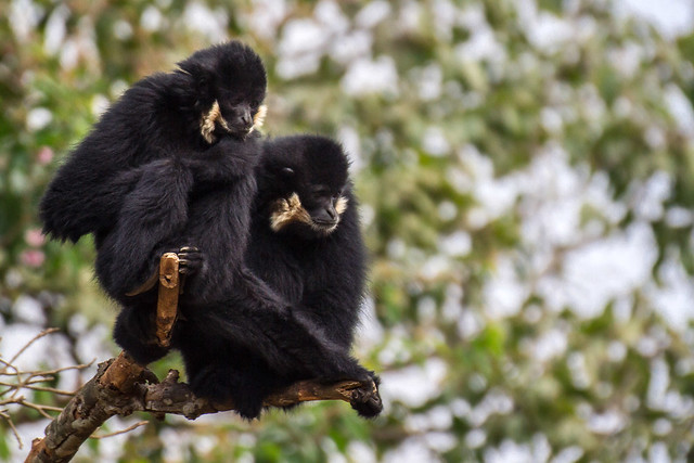 Northern white-cheeked gibbons, Bolaven plateau, Laos
