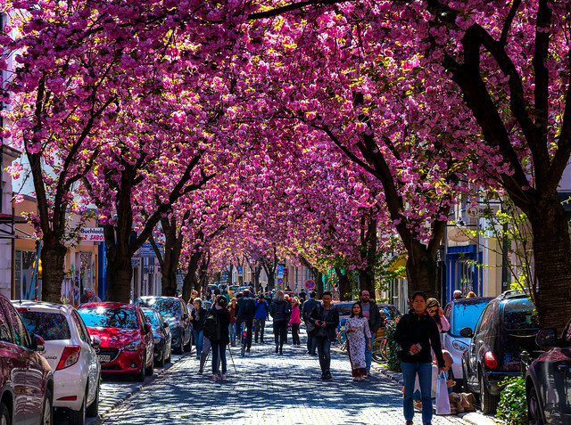 Bonn Cherry Blossom