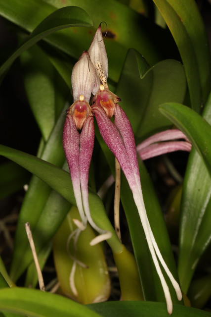 Bulbophyllum biflorum 2019-03-11 01