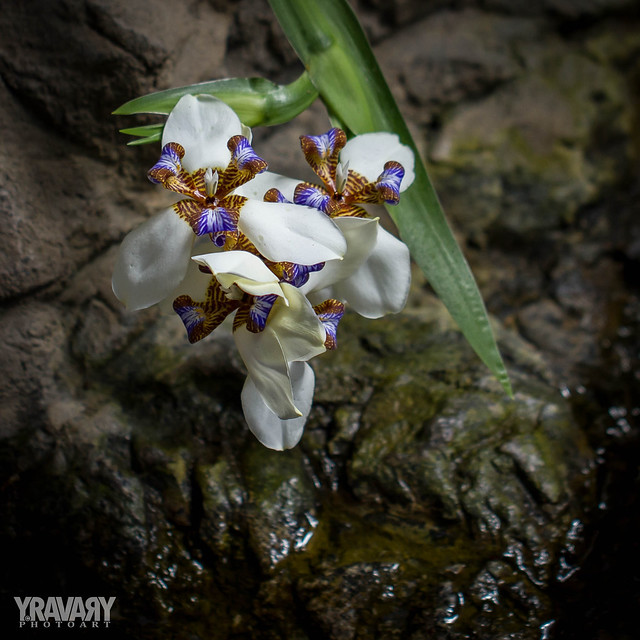 Iris des Fées / Fairy Iris / dietes drandiflora -