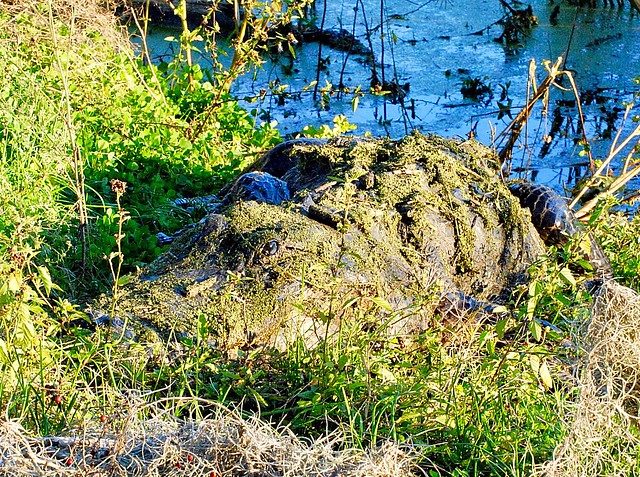 Large gator in camouflage on Spillway Trail at Brazos Bend State Park (1/4/2019).