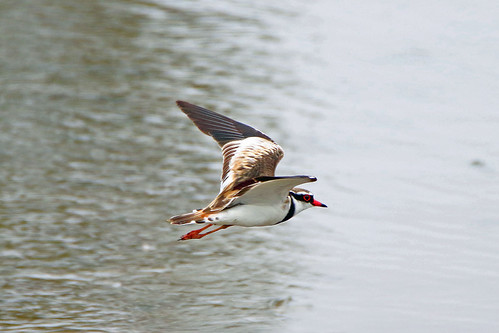 Black-fronted Dotterel | by DaveSPN