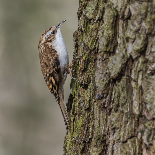 Treecreeper ( Certhia familiaris )