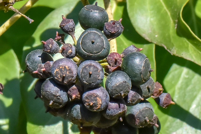 Ombelle de fruits de lierre  --  Umbel of ivy fruits  -- Hedera helix