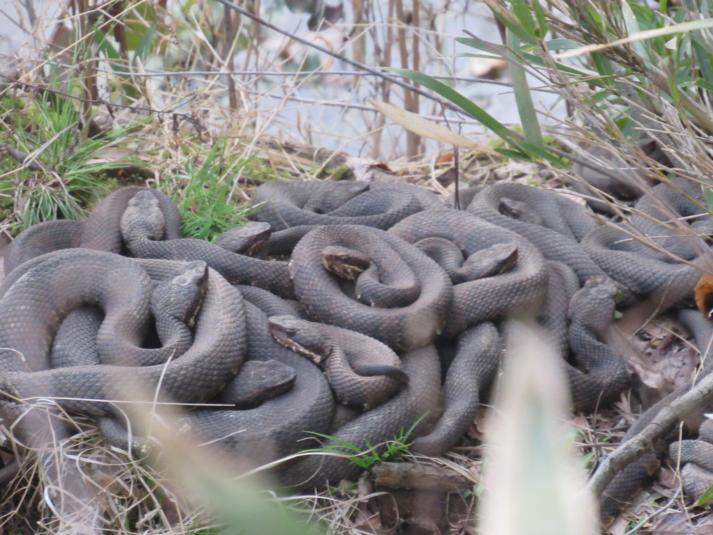 The Famous Pile of Cottonmouths