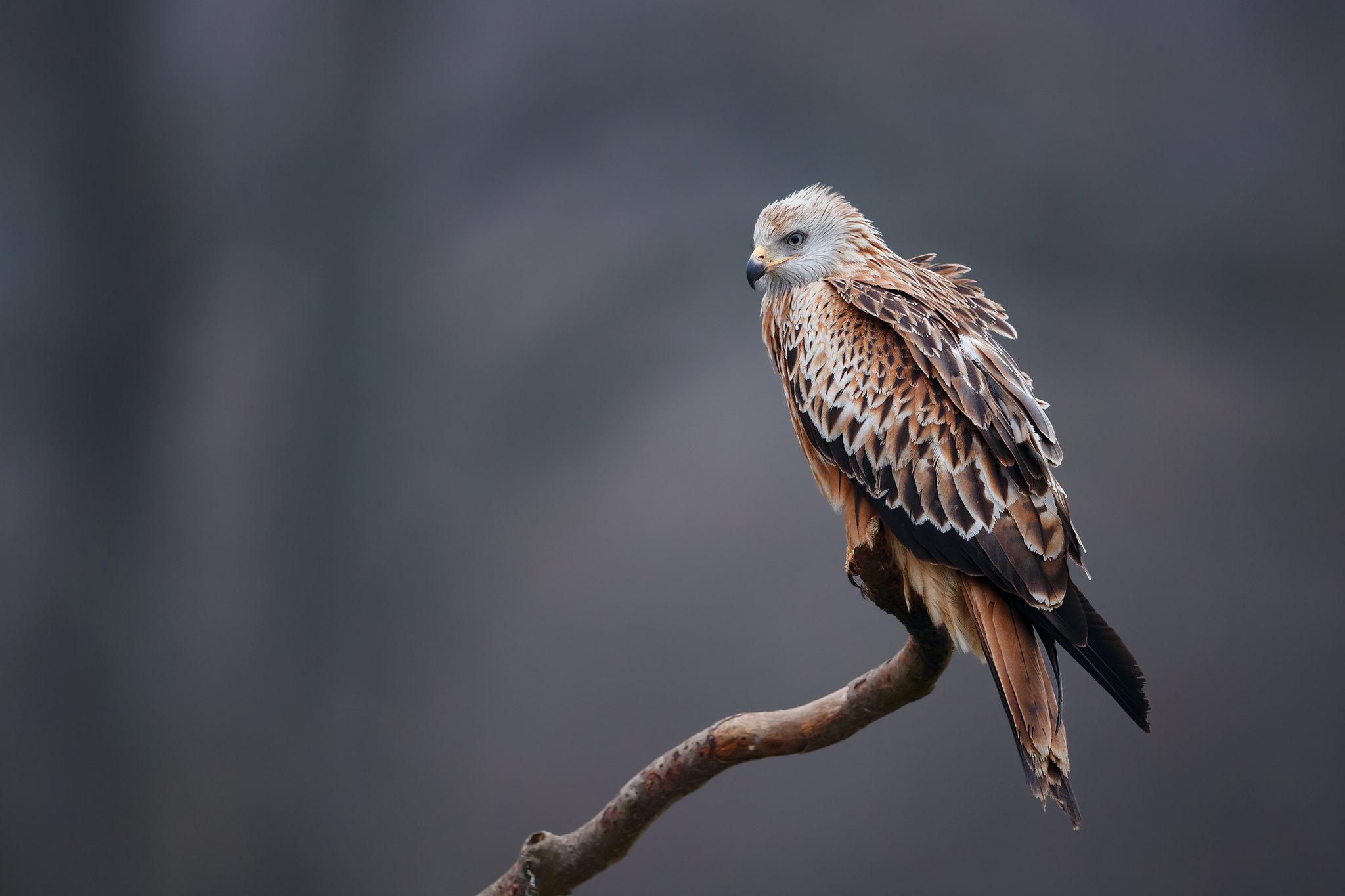 Milvus milvus | Red Kite | röd glada