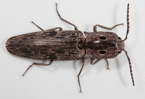 insect beetle coleoptera elateridae alaus alausmyops blindclickbeetle northcarolina piedmont canonefs60mmf28macrousm inaturalist
