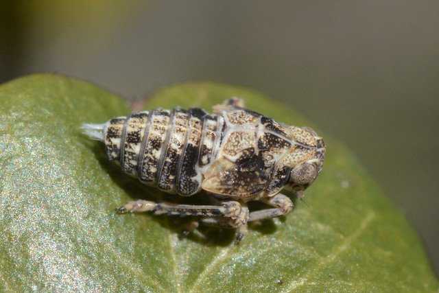 Planthopper nymph on Holly-Leaved Redberry