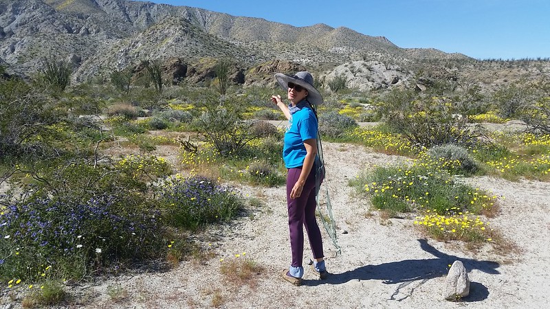 Vicki and the 2019 Anza-Borrego Super-Bloom along Highway 78