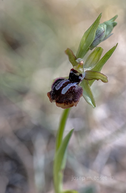 ophrys passionis 2019
