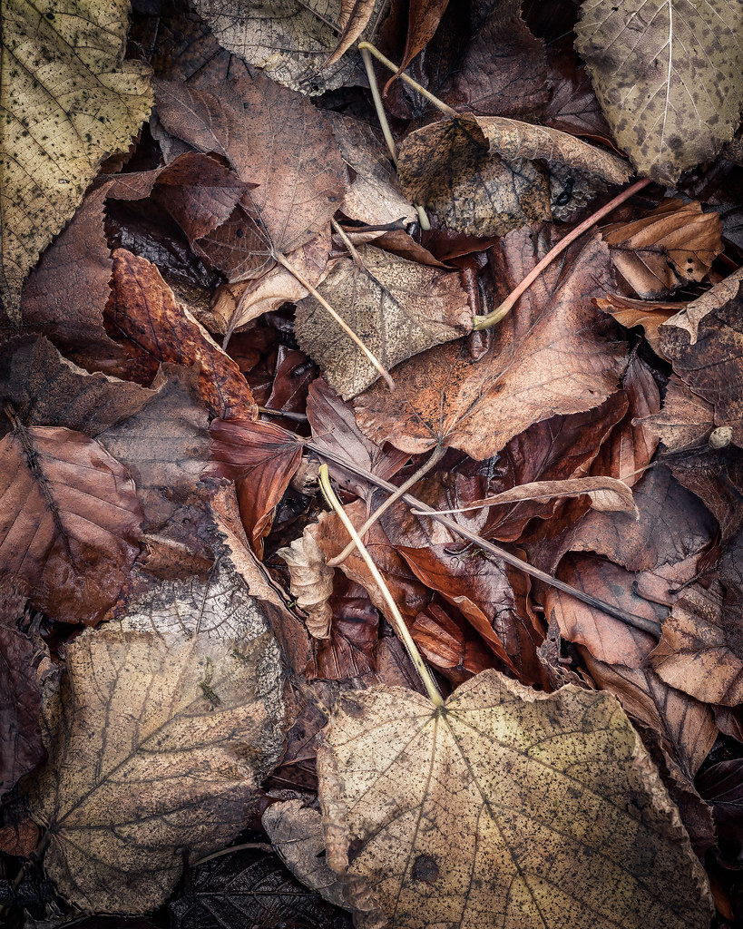 forest floor | Birks of Aberfeldy | Perthshire