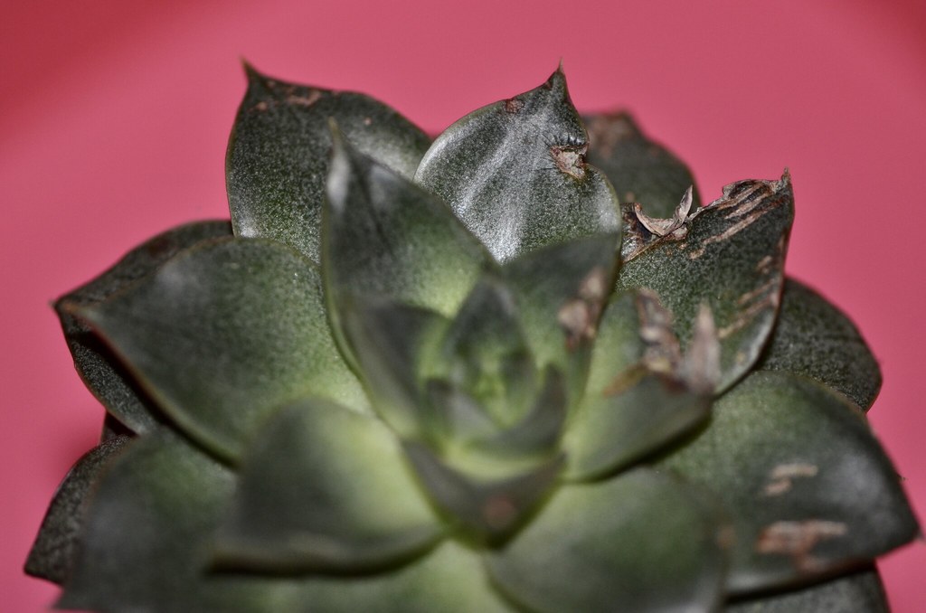 Master the Art of Indoor Succulent Care for Beginners with These Essential Tips
