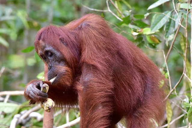 Orang-Utan auf Borneo