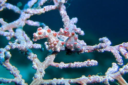 Raja Ampat