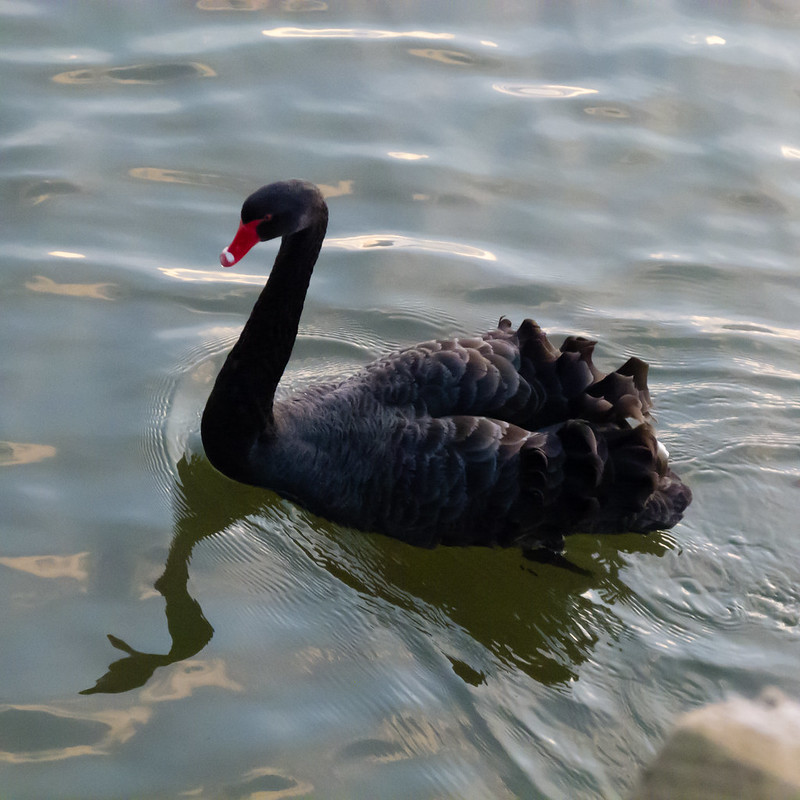 Black Swan, River Exe