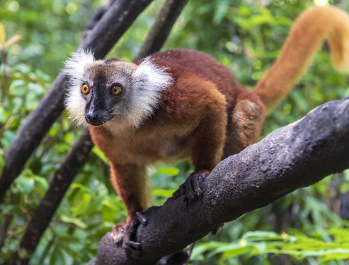 природа nature пейзаж landscape остров island лемур lemur dmilokt red красный