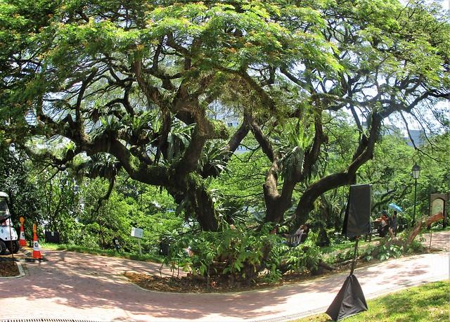 Huge tree at Fort Canning Hill and Park
