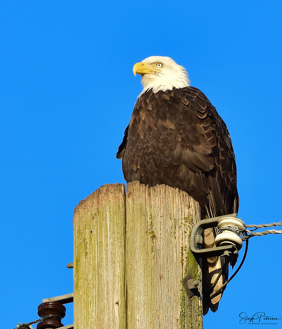 Bald Eagle in South Delta, BC
