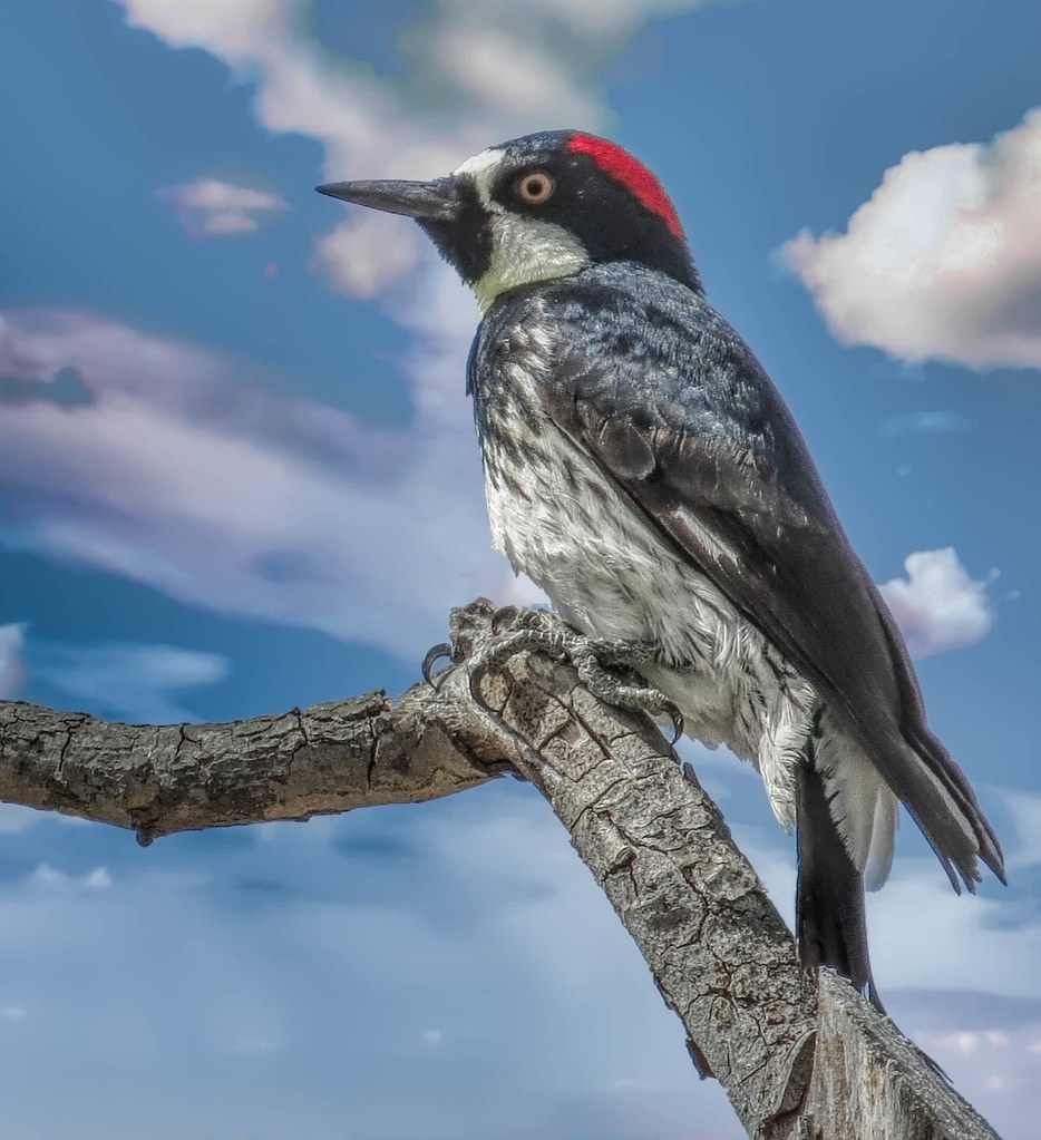 Acorn Woodpecker #2