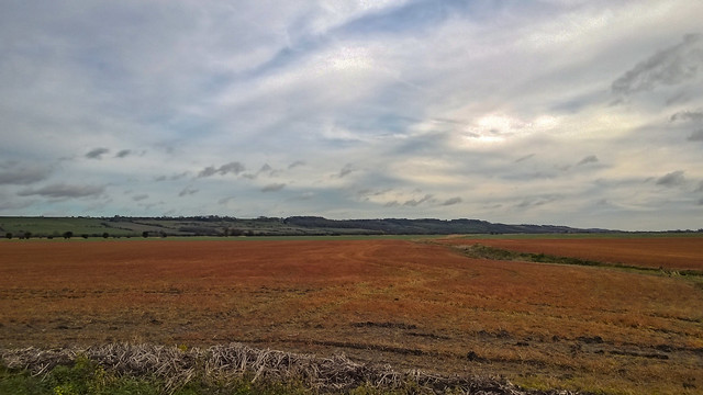 orange field