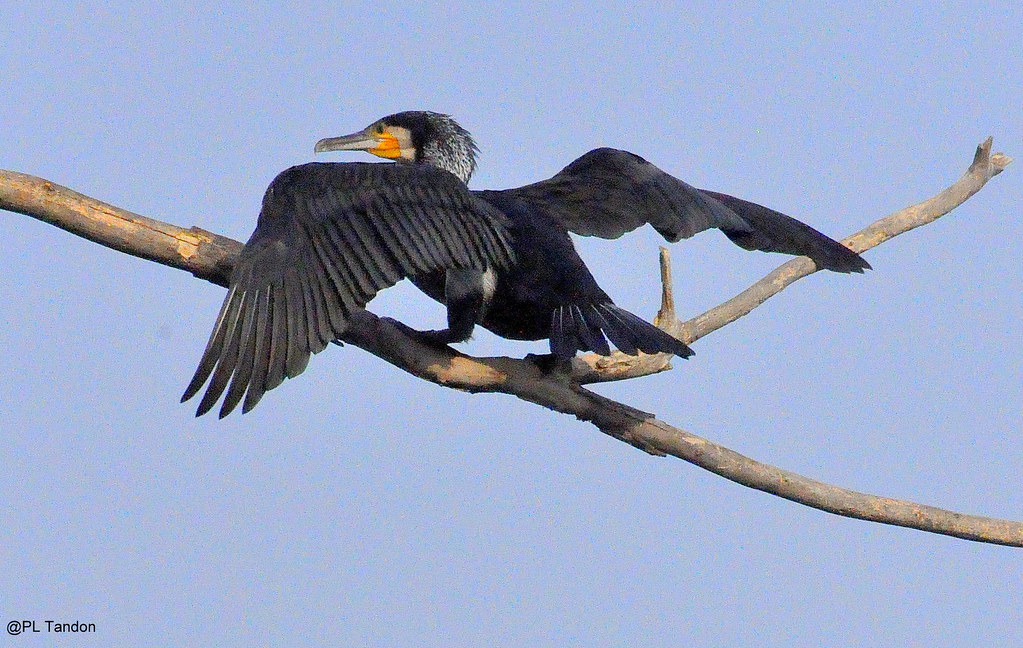 Cormorant: ready for take-off