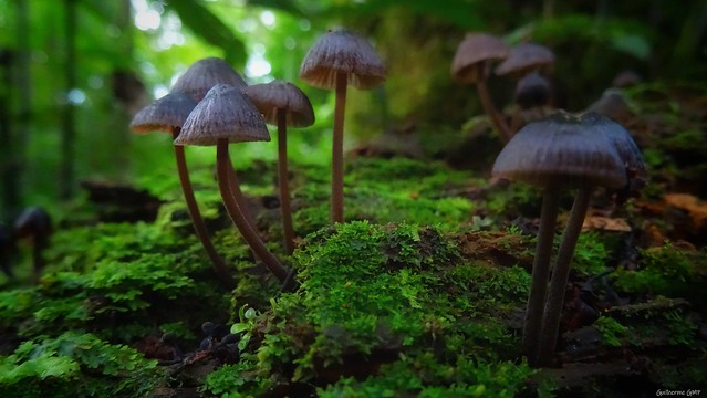 Mushroom in nature