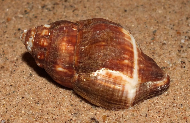 Lesser tulip snail  (Leucozonia nassa leucozonalis)