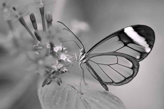 Nature in Black & White