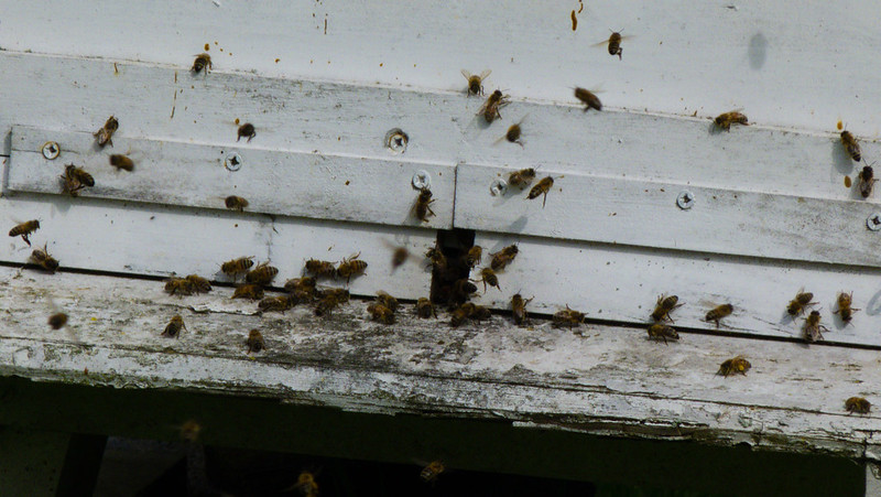 First flight of the morning: honeybees