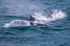 Moreton Island Whale Heat Run-36